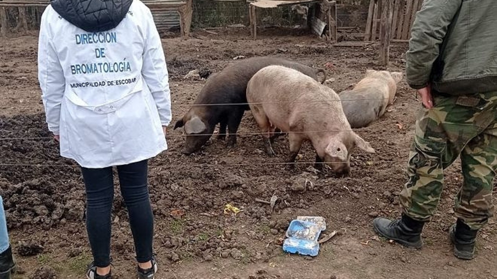 La Municipalidad de Escobar clausuró un criadero de cerdos clandestino