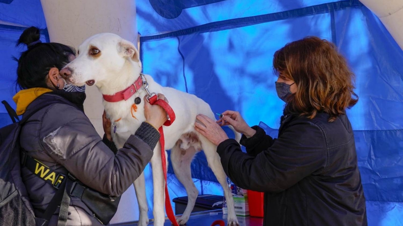 Nueva jornada de vacunación para perros y gatos en Vicente López