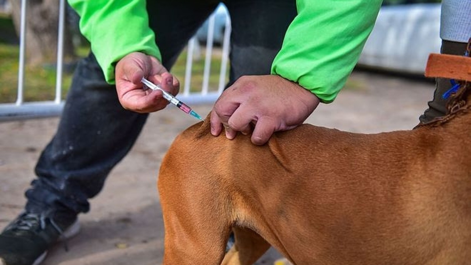 Zoonosis Escobar: continúa la campaña de vacunación antirrábica y se suma el servicio de castración