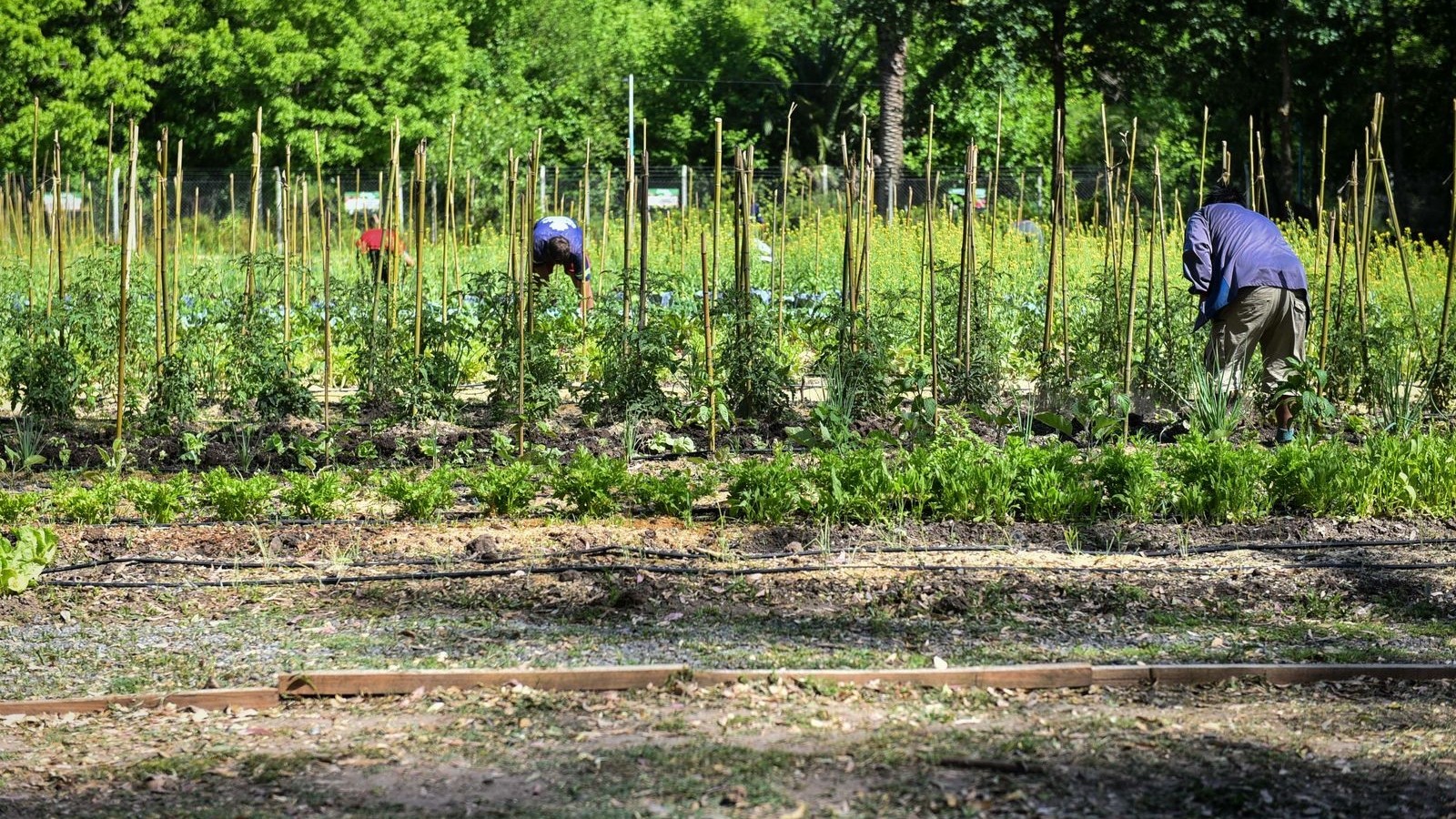 Escobar Sostenible: la huerta agroecológica Municipal finalizó su quinta cosecha