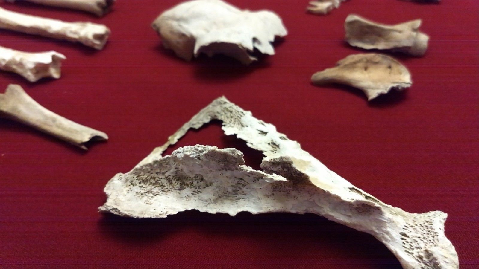 Descubren fósiles de seis ciervos de más de 10 mil años de antigüedad en la ciudad de San Pedro